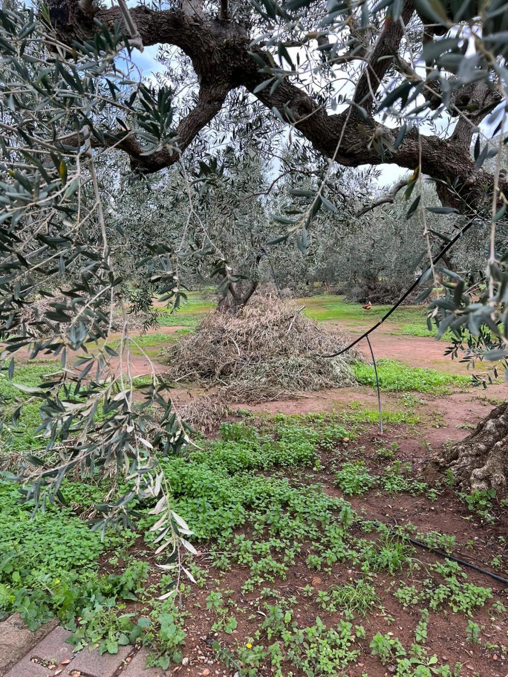 Die Olivenernte in Elika...