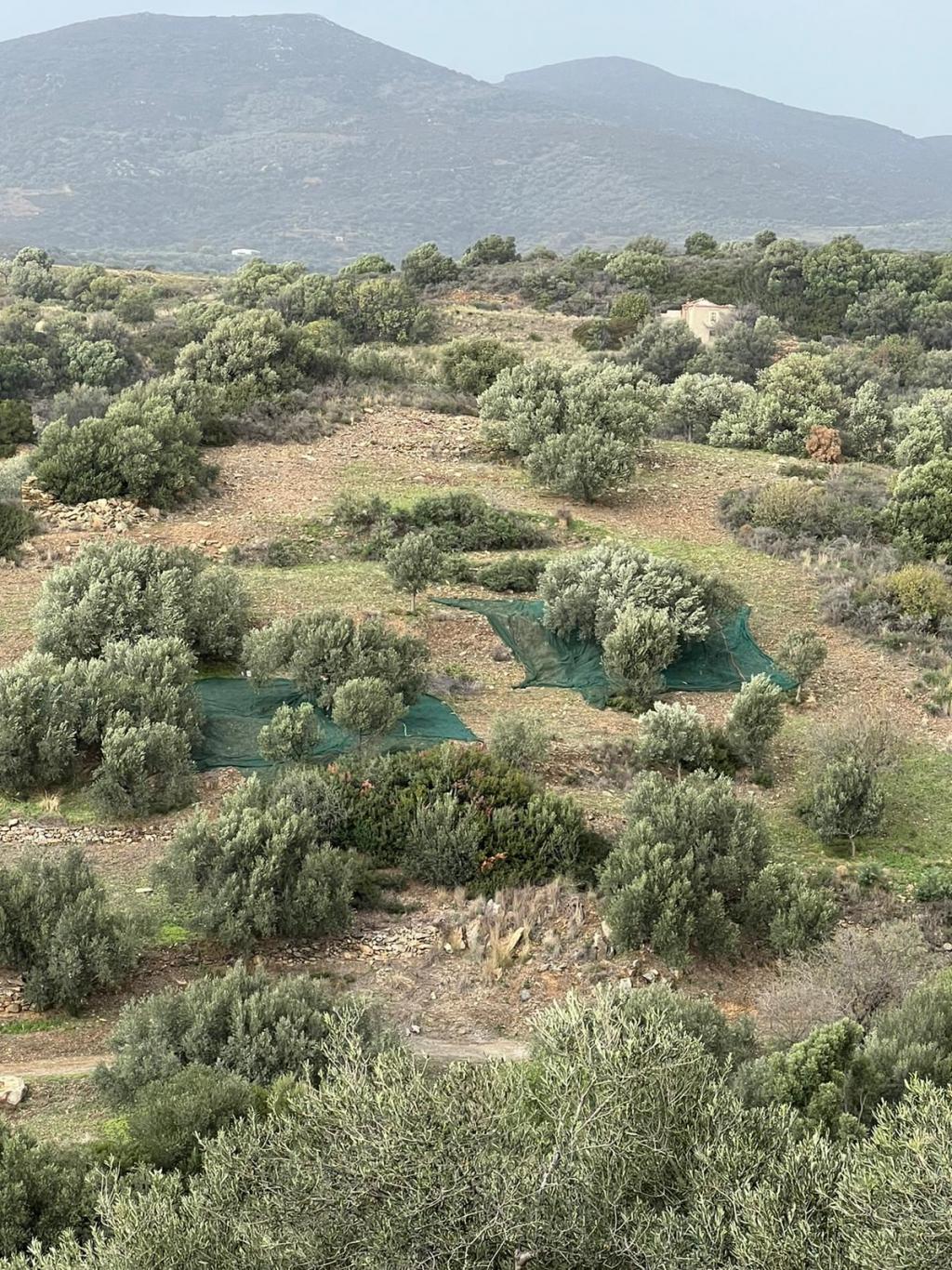 So werden die Oliven geerntet: Netze werden unter den Bäumen ausgelegt.